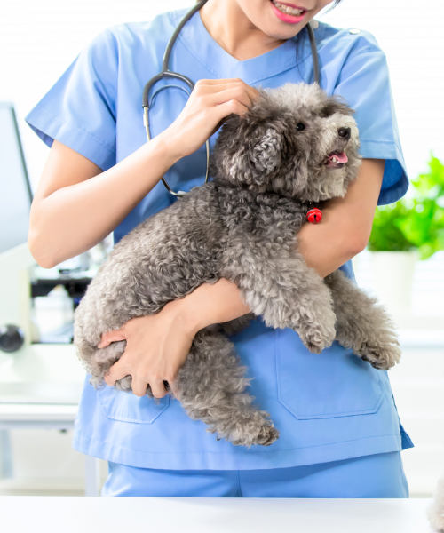 Fairpet about us image A lady vet affectionately holding a dog