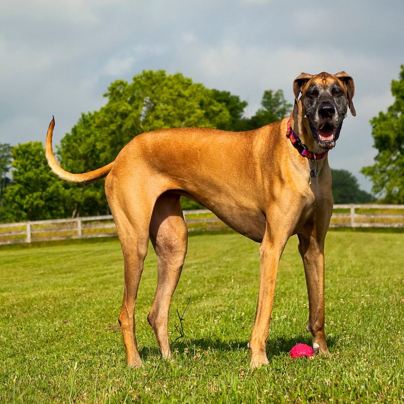 Great Dane dog standing on grass