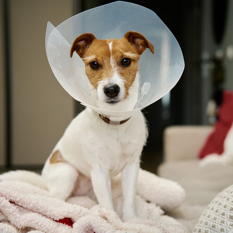 Dog wearing surgery collar sitting on bed