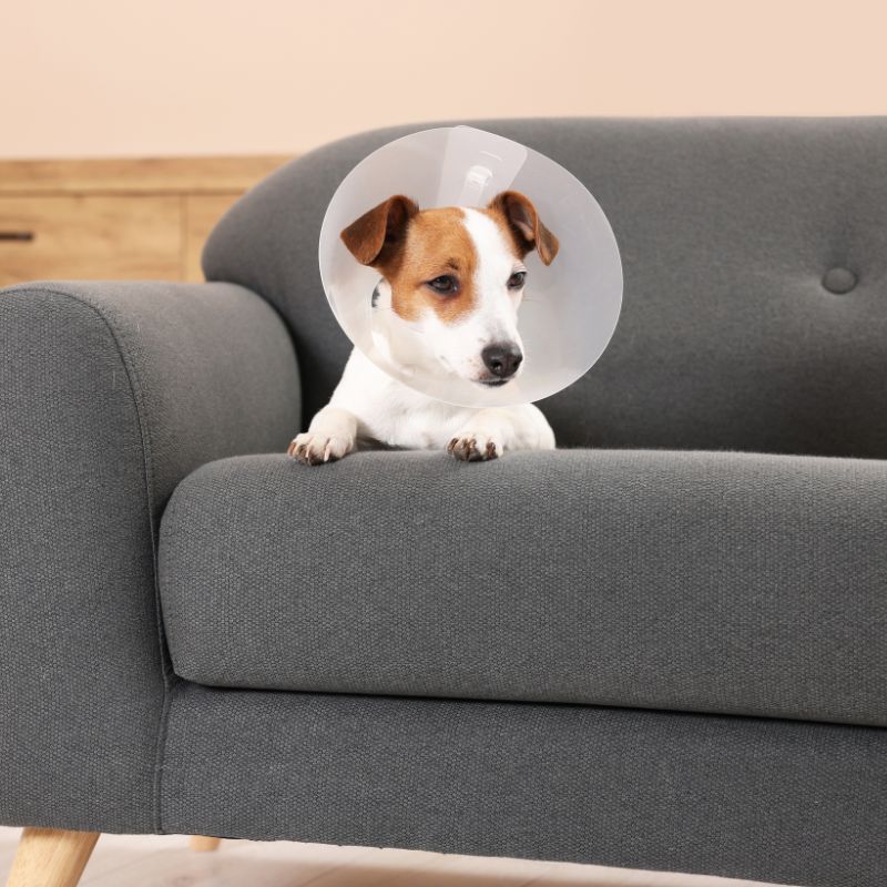 Dog wearing surgery collar sitting on sofa